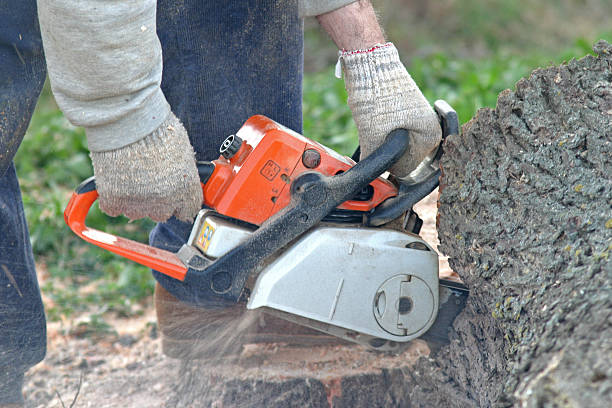 Stanley, VA Tree Removal Services Company